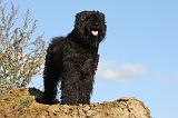 BOUVIER DES FLANDRES 320